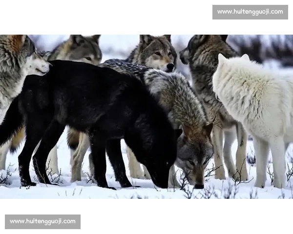 棕熊对决狼群生死博弈揭示自然法则与力量智慧的终极较量与生态真相